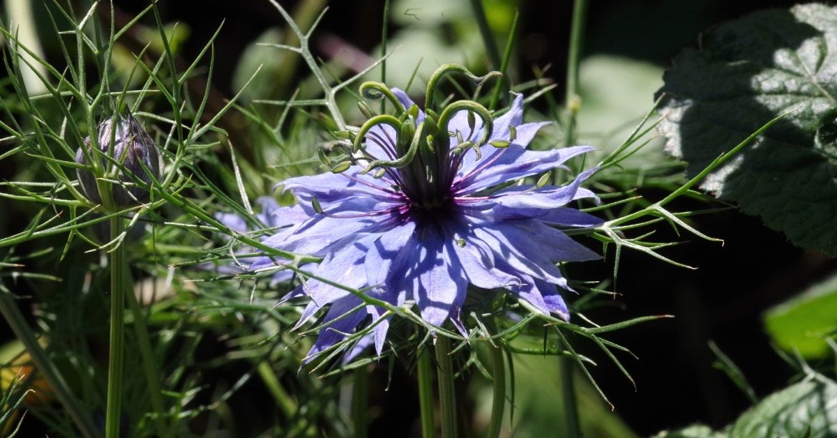 feketekömény virág